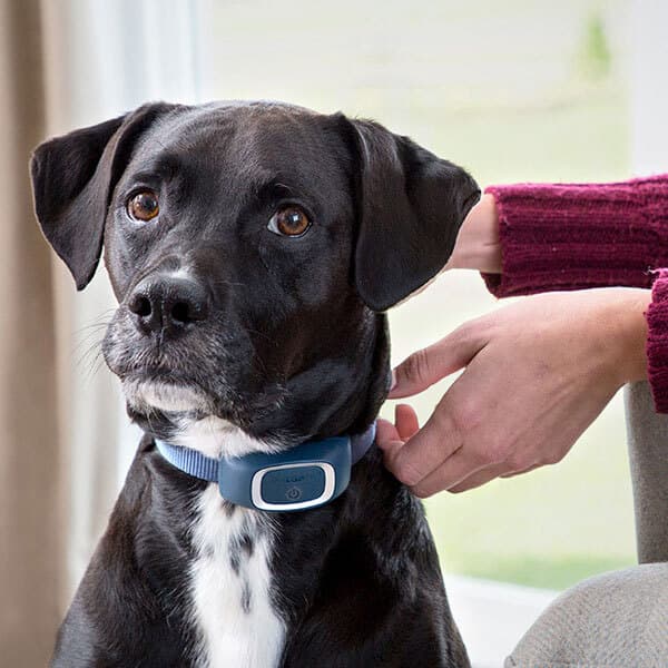 Pet Safe Collar square