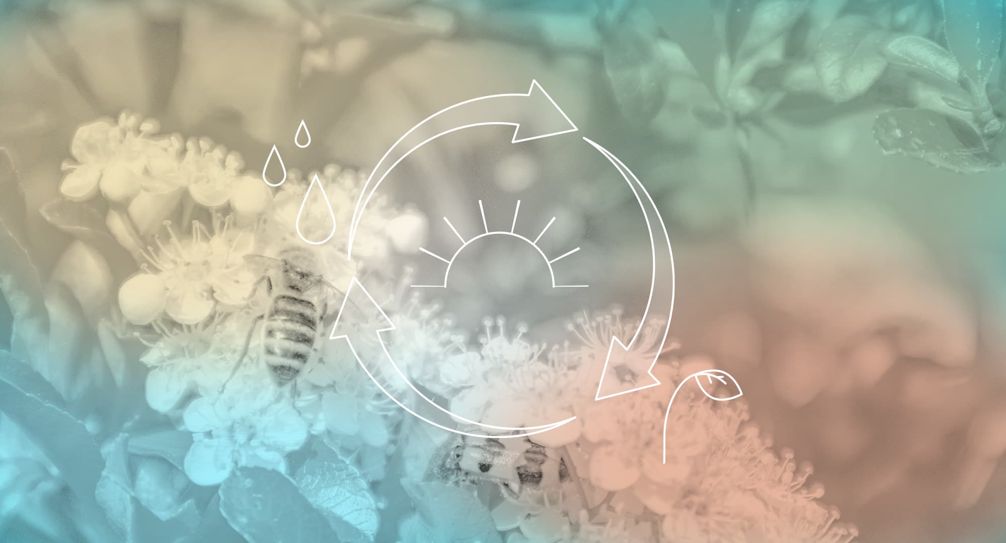 CES Web Sustainability